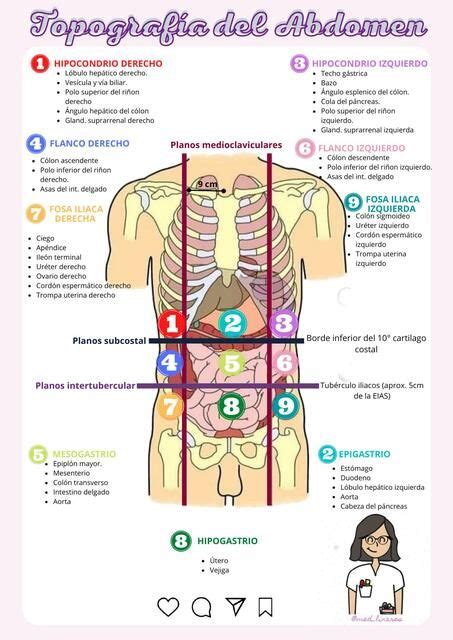 Topografía Abdominal uDocz Medicine Nurse Nutri