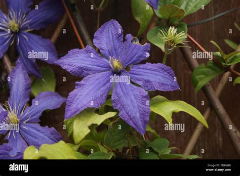 Purple Clematis Climbing Stock Photo Alamy