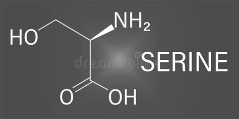 Serine Or L Serine Ser S Amino Acid Molecule Skeletal Formula Stock