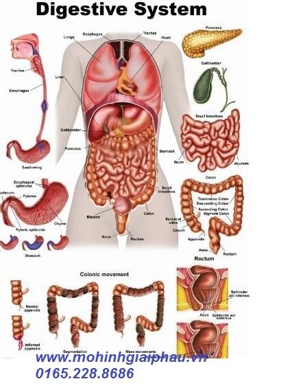 Tranh Giải Phẫu Hệ Tiêu Hóa