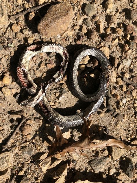 Eastern Gray Ratsnake Complex From Meredith College Raleigh Nc Us On