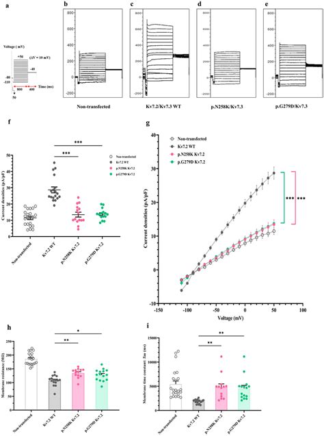 Whole Cell Patch Clamp Recordings Of K Currents In Of Homotetrameric