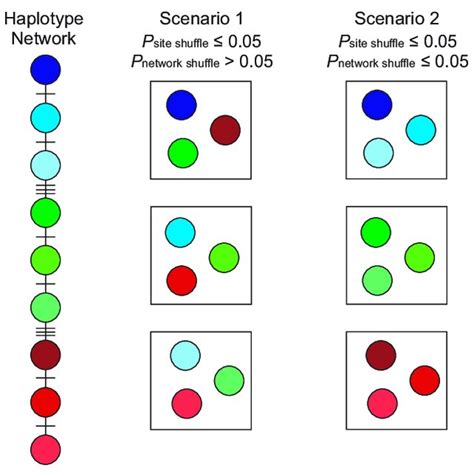 Expected distribution of haplotypes (colors denote different ... 