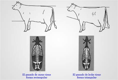 Diferencias en la conformación del ganado entre carne y leche para