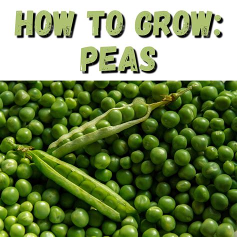 How To Grow Peas Aces Garden And Landscape Llc Secret Growing Guide