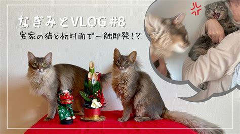 ソマリ猫姉妹実家の猫と初対面で一触即発Jan 2022 YouTube