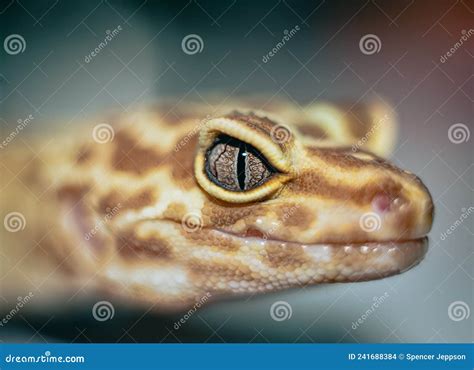 Leopard Gecko eye closeup stock photo. Image of tortoise - 241688384