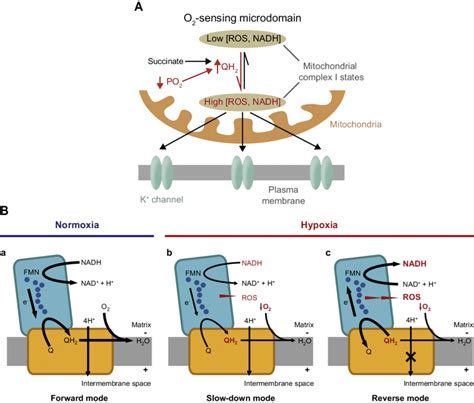 Model Of Acute O Sensing Based On Mitochondrial Complex I Signaling To