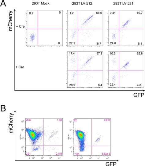 A Excision Of Ψ Via Loxp Sites Monitored By Disappearance Of Gfp