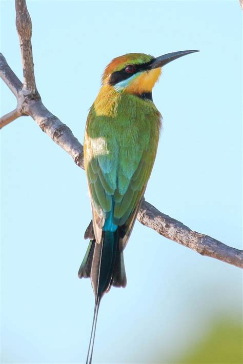 Rainbow Bee-eater | Australian native birds, Bee eater, Pet birds