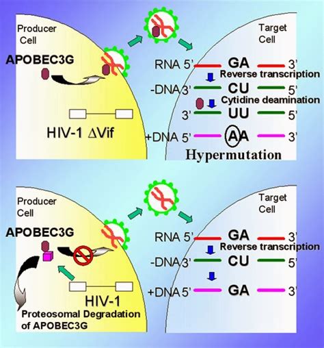 Colgate Virology And Immunology Blog New Possible Hiv Treatment