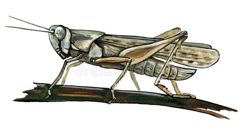 Grasshopper Watercolor Illustration. Hand Drawn Cricket Sitting on a ...