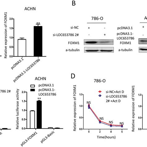 Loc Upregulates Foxm Via Enhancing Its Promoter Transcriptional