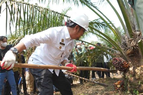 Mentan Syl Dorong Sumsel Jadi Percontohan Pengembangan Sawit Nasional