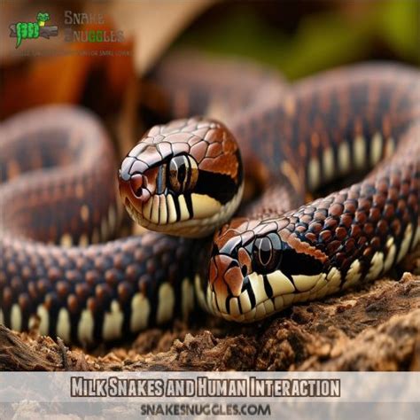 Milk Snakes: Colorful Constrictors That Fascinate & Mystify | Snake Facts