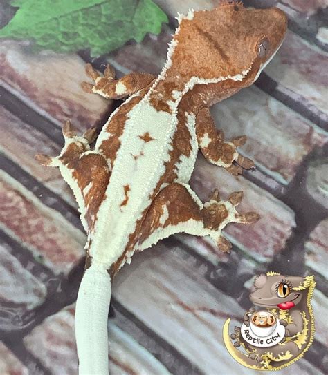 Реснитчатые бананоеды (Correlophus ciliatus) | ВКонтакте
