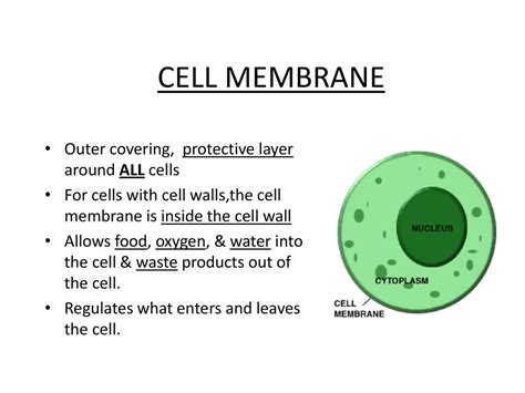 Cells Lesson Enduring Understanding Cells Have Distinct And Separate Organelles Which Perform