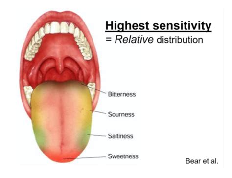 5 Taste And Smell Flashcards Quizlet