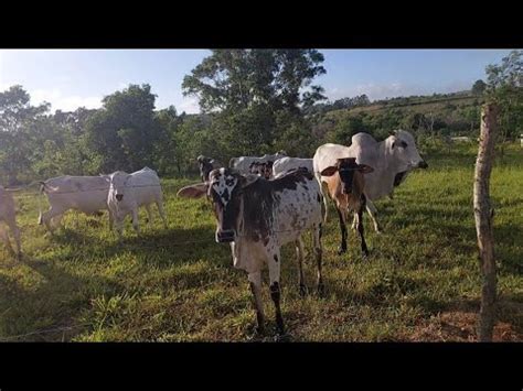 Tourinho Gir Pulou A Cerca E Uma Bezerra Machucou A Perna Youtube