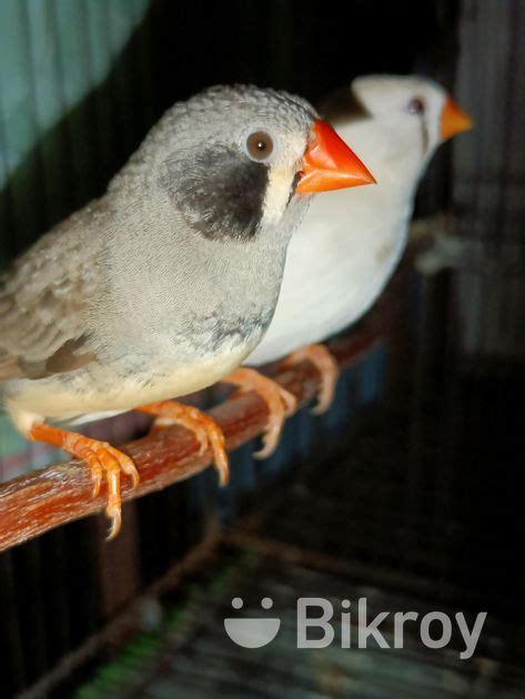 Zebra Finch Female In Khilgaon Bikroy