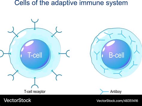 T Zelle Und B Zelle Lizenzfreies Vektorbild Vectorstock