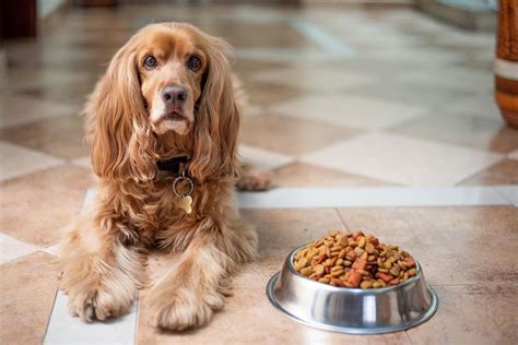 Guía Práctica Para Que La Alimentación De Tu Perro Sea Equilibrada