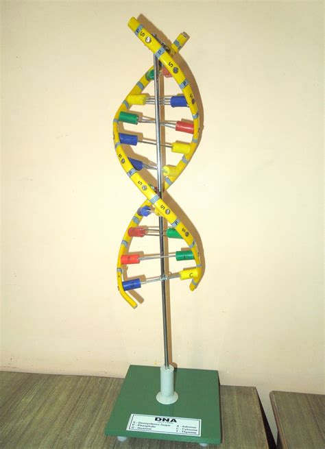 Anatomical Model Of Dna Medilab Exports Consortium