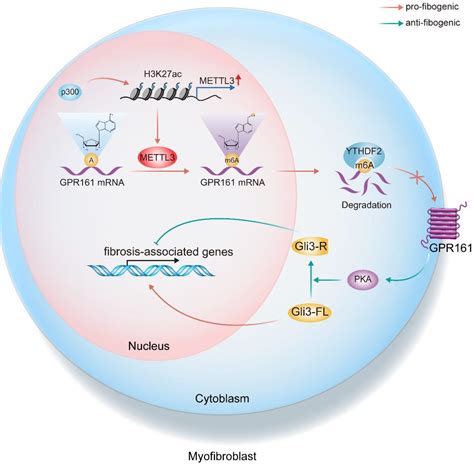 METTL3 Facilitates Hepatic Fibrosis Progression Via M6A YTHDF2