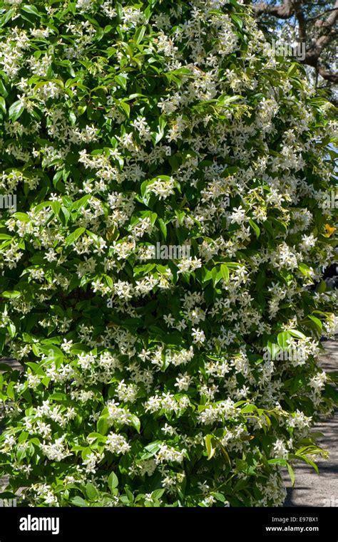 Jasminum Officinale