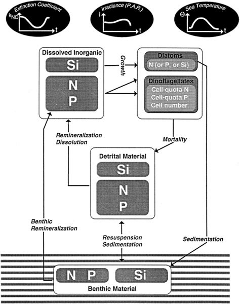 Conceptual Scheme Of The Biological Model Download Scientific Diagram