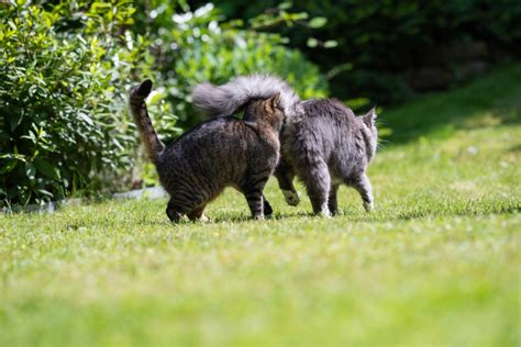 Waarom Ruiken Katten De Billen Van Andere Katten Kattengedrag En