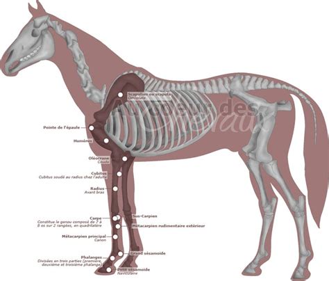 Les Os Du Squelette Du Membre Antérieur Squelette Cheval Cheval Os