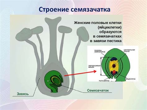 Половое размножение покрытосеменных растений - презентация онлайн