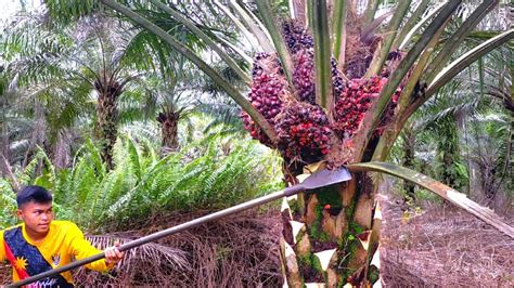 The Most Amazing Palm Harvest Youtube