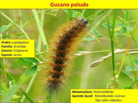 Gusano Peludo Estigmene Acrea