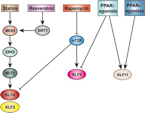 Frontiers Kr Ppel Like Factors In Vascular Inflammation Mechanistic