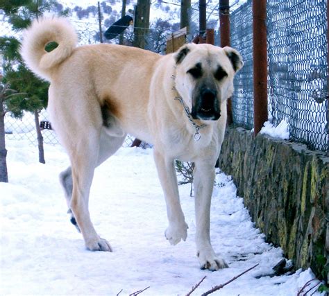 Sivas Kangal Dog Kangal Köpeği Köpek Köpek Türleri