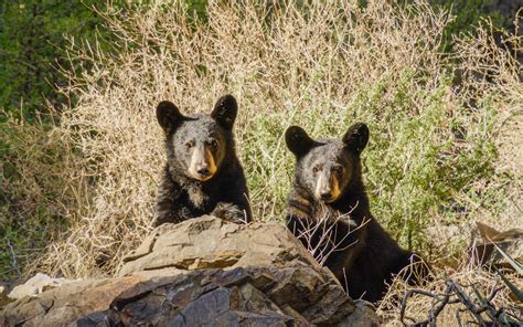 No Store Does More For Texas Wildlife Texas Monthly