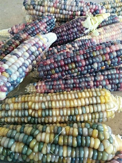 Glass Gem Corn Harvested From My Backyard Garden Mildlyinteresting Rainbow Corn Glass Gem