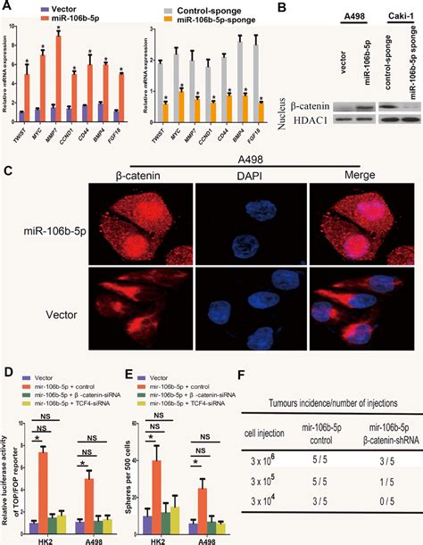 Mir 106b 5p Activates Wntβ Catenin Signalling A Rt Qpcr Analysis Of Download Scientific