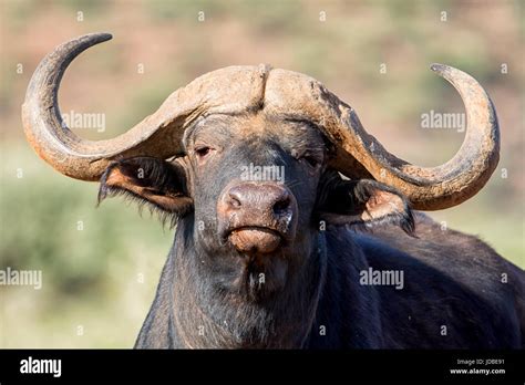 African Buffalo In Southern African Savanna Stock Photo Alamy