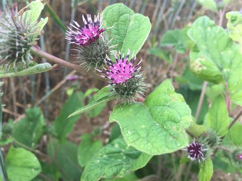 LESSER BURDOCK : Arctium minus, commonly known as lesser burdock