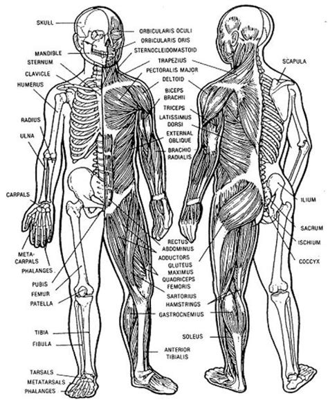 Diagram Of Musculoskeletal System Introduction To The Muscul