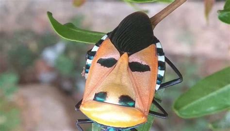 A Rare Insect Resembling Hitler Face Was Found In Gadag Insect Resembling Hitler Face ಹಿಟ್ಲರ್