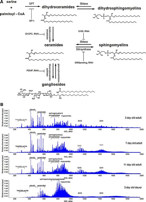 Sphingolipid Metabolic Pathways And Shotgun Lipidomic Analysis Of Aging