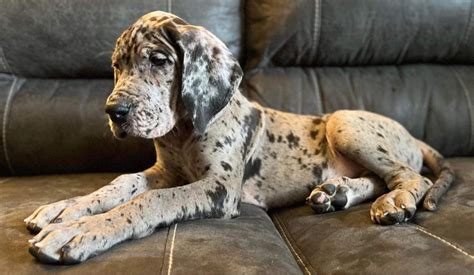 Euro Merle Male Akc Great Dane Great Dane Puppies For Sale In