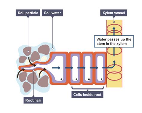 IGCSE Biology 2017 2 54 Describe The Xylem In Transporting Water And