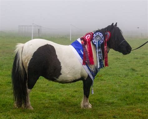 The Viking Shetland Pony Show 2016 | My Shetland