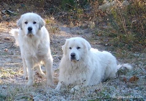 Great Pyrenees Dog Breed Information and Pictures