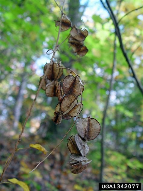 wild yam (Dioscorea villosa)